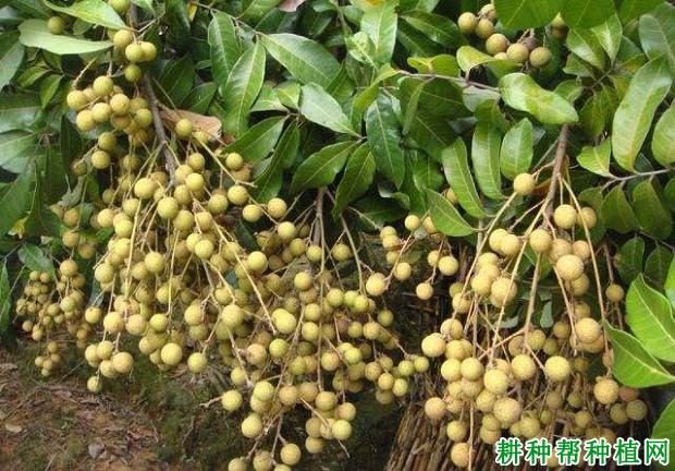 龙眼大小年结果是怎么引起,怎么样施肥能避免? 龙眼大小年结果是怎么引起,怎么样施肥能避免?