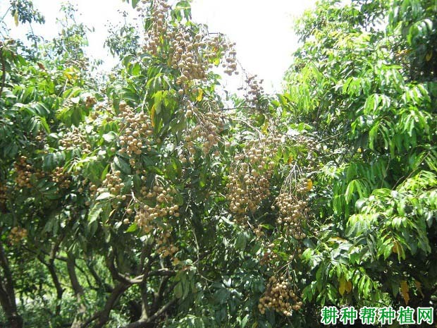 龙眼大小年结果是怎么引起,怎么样施肥能避免? 龙眼大小年结果是怎么引起,怎么样施肥能避免?