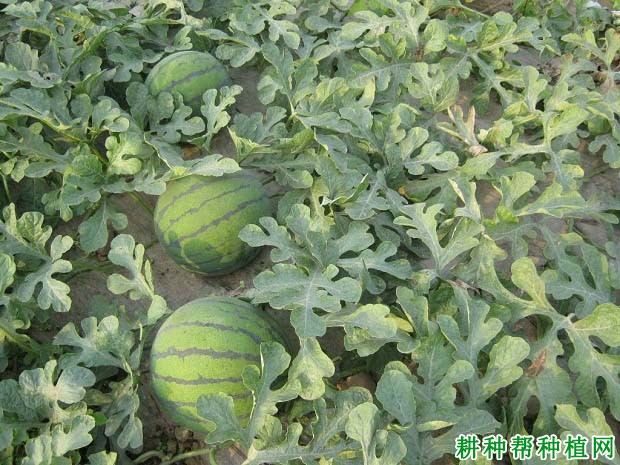 西瓜怎么施肥,用什么肥料好? 西瓜怎么施肥,用什么肥料好?