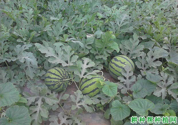 西瓜怎么施肥,用什么肥料好? 西瓜怎么施肥,用什么肥料好?
