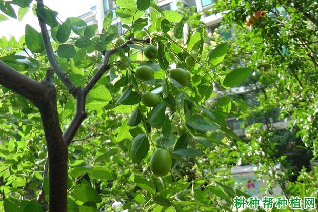 枣树什么时候施肥,一年要施几次? 枣树什么时候施肥,一年要施几次?