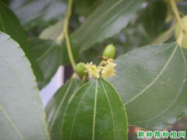 枣树什么时候施肥,一年要施几次? 枣树什么时候施肥,一年要施几次?