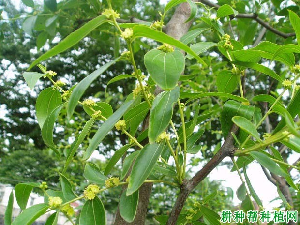 枣树什么时候施肥,一年要施几次? 枣树什么时候施肥,一年要施几次?