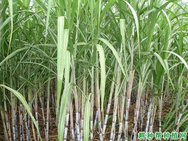 甘蔗怎么施肥,用什么肥料好? 甘蔗怎么施肥,用什么肥料好?