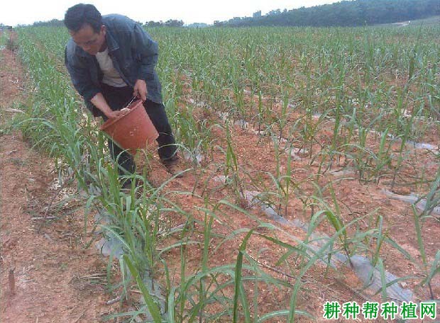 甘蔗怎么施肥,用什么肥料好? 甘蔗怎么施肥,用什么肥料好?