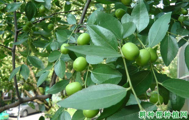 枣树的根系有哪些特点? 枣树的根系有哪些特点?