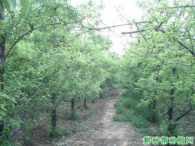 枣树的根系有哪些特点? 枣树的根系有哪些特点?