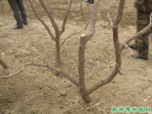 枣树的根系有哪些特点? 枣树的根系有哪些特点?