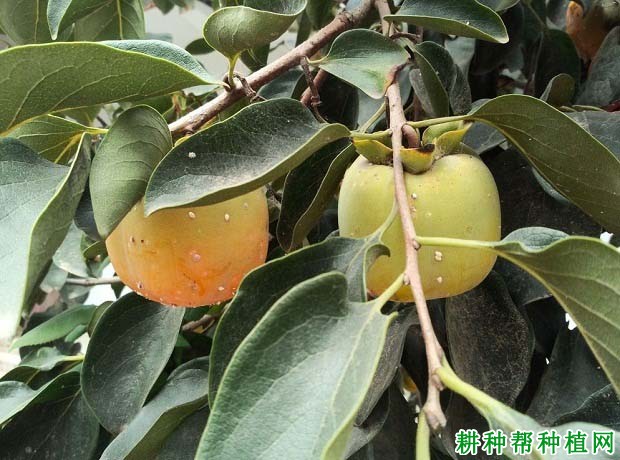 柿子树什么时候施肥,施什么肥? 柿子树什么时候施肥,施什么肥?
