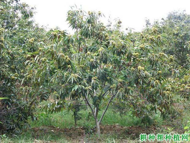 板栗怎么样合理施肥,什么时候施肥好? 板栗怎么样合理施肥,什么时候施肥好?