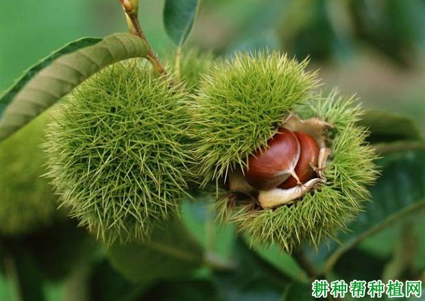 板栗怎么样合理施肥,什么时候施肥好? 板栗怎么样合理施肥,什么时候施肥好?
