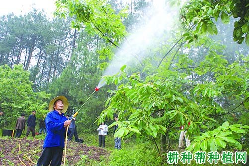 板栗树如何喷施叶面肥? 板栗树如何喷施叶面肥?