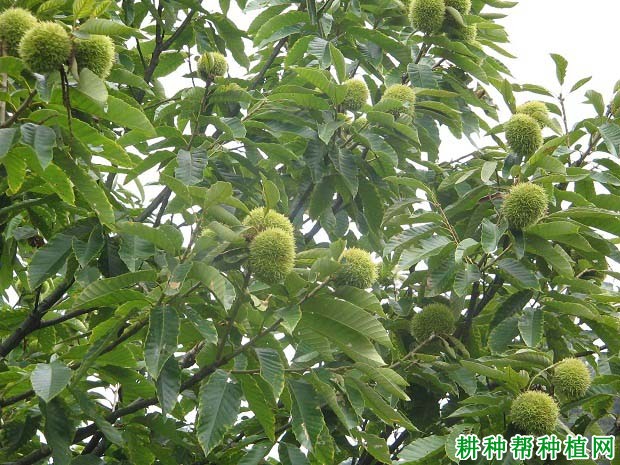 板栗树如何喷施叶面肥? 板栗树如何喷施叶面肥?