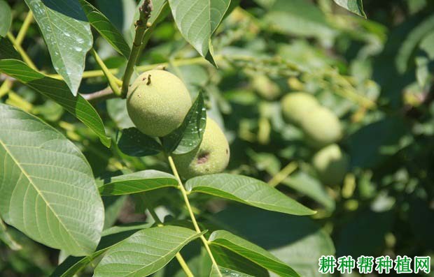 核桃树什么时候施肥**,施什么肥? 核桃树什么时候施肥**,施什么肥?
