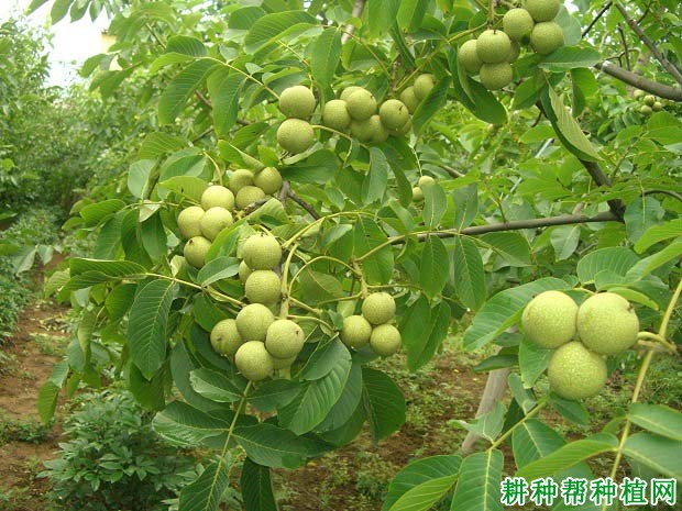 核桃树什么时候施肥**,施什么肥? 核桃树什么时候施肥**,施什么肥?