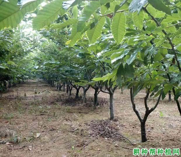 板栗的施肥方法有几种? 板栗的施肥方法有几种?