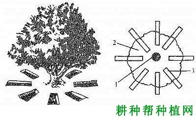 板栗的施肥方法有几种? 板栗的施肥方法有几种?