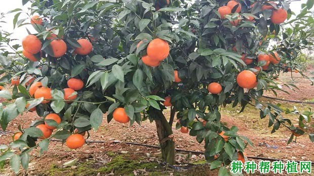 怎么样按柑橘的需肥特性施肥? 怎么样按柑橘的需肥特性施肥?