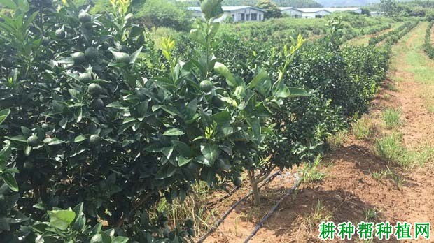 怎么样按柑橘的需肥特性施肥? 怎么样按柑橘的需肥特性施肥?
