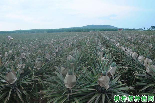 种如何给菠萝施肥,什么时候施好? 种如何给菠萝施肥,什么时候施好?