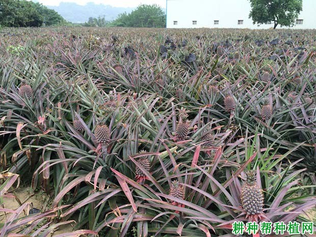 种如何给菠萝施肥,什么时候施好? 种如何给菠萝施肥,什么时候施好?