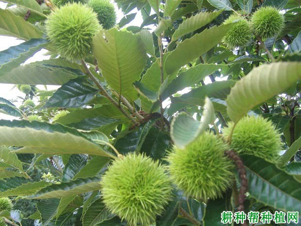 板栗树的需肥特点是怎么样? 板栗树的需肥特点是怎么样?