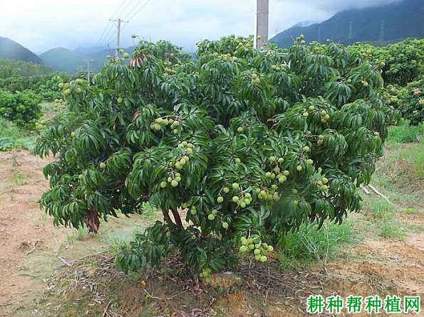 荔枝如何科学施肥,施什么肥? 荔枝如何科学施肥,施什么肥?