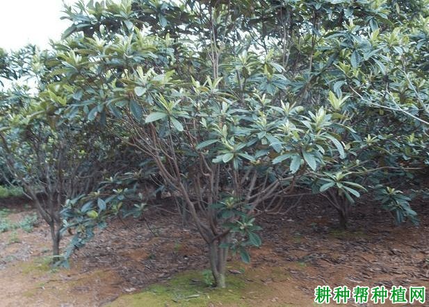 枇杷如何科学施肥,施什么肥? 枇杷如何科学施肥,施什么肥?