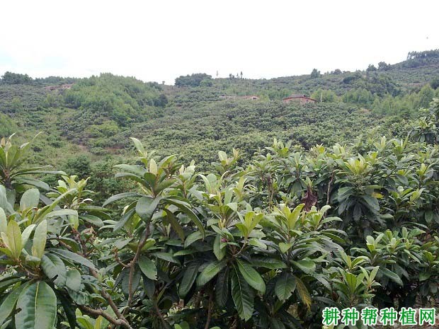 枇杷如何科学施肥,施什么肥? 枇杷如何科学施肥,施什么肥?