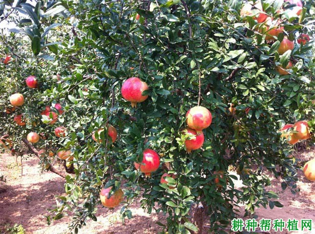 石榴树有哪几种施肥方法? 石榴树有哪几种施肥方法?