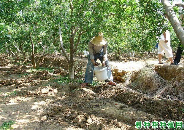 石榴树有哪几种施肥方法? 石榴树有哪几种施肥方法?