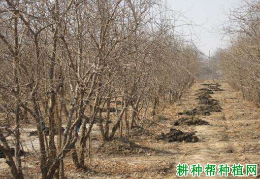 石榴树什么时候施肥,施什么肥? 石榴树什么时候施肥,施什么肥?
