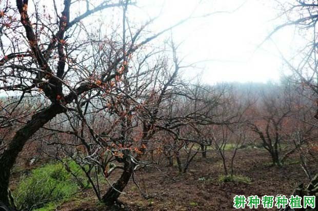 石榴树什么时候施肥,施什么肥? 石榴树什么时候施肥,施什么肥?