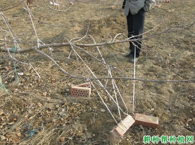 苹果树怎么拉枝,苹果树什么时候拉枝好? 苹果树怎么拉枝,苹果树什么时候拉枝好?