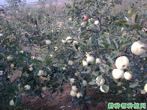 苹果如何摘袋,摘袋后如何管理? 苹果如何摘袋,摘袋后如何管理?