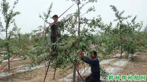 苹果树怎么拉枝,苹果树什么时候拉枝好? 苹果树怎么拉枝,苹果树什么时候拉枝好?