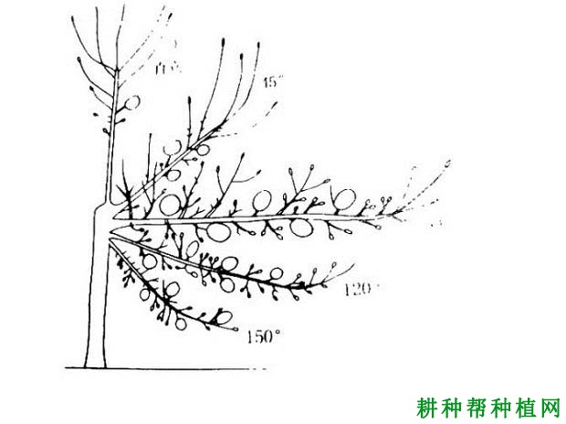 苹果树怎么拉枝,苹果树什么时候拉枝好? 苹果树怎么拉枝,苹果树什么时候拉枝好?