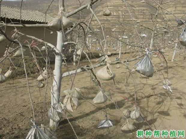 苹果树怎么拉枝,苹果树什么时候拉枝好? 苹果树怎么拉枝,苹果树什么时候拉枝好?