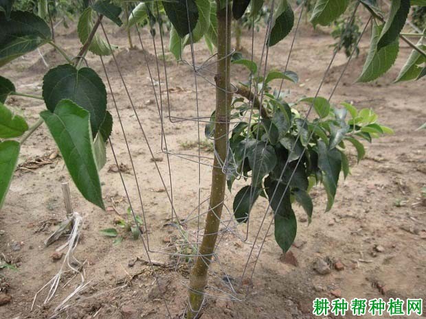 苹果树怎么拉枝,苹果树什么时候拉枝好? 苹果树怎么拉枝,苹果树什么时候拉枝好?
