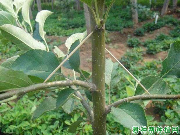 苹果树怎么拉枝,苹果树什么时候拉枝好? 苹果树怎么拉枝,苹果树什么时候拉枝好?