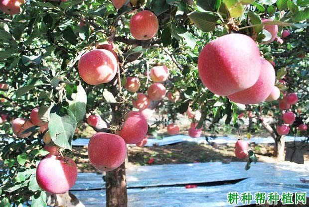苹果如何摘袋,摘袋后如何管理? 苹果如何摘袋,摘袋后如何管理?