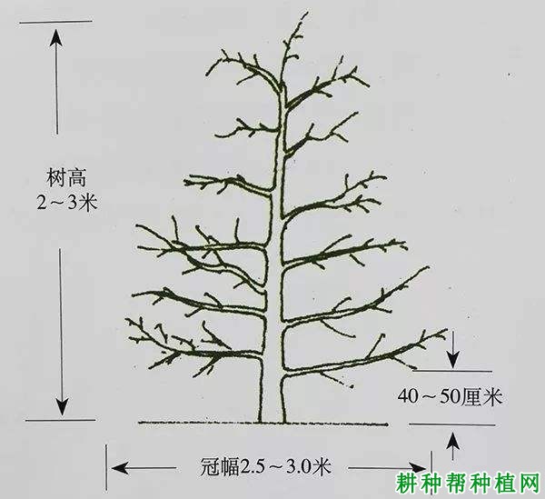 自由纺锤形苹果树如何修剪? 自由纺锤形苹果树如何修剪?