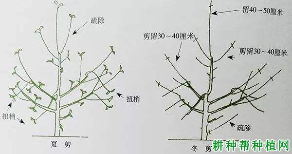 自由纺锤形苹果树如何修剪? 自由纺锤形苹果树如何修剪?