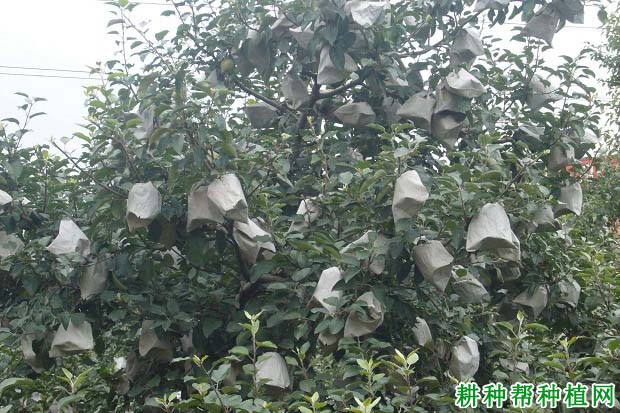 苹果如何套袋,什么时候套袋**? 苹果如何套袋,什么时候套袋**?