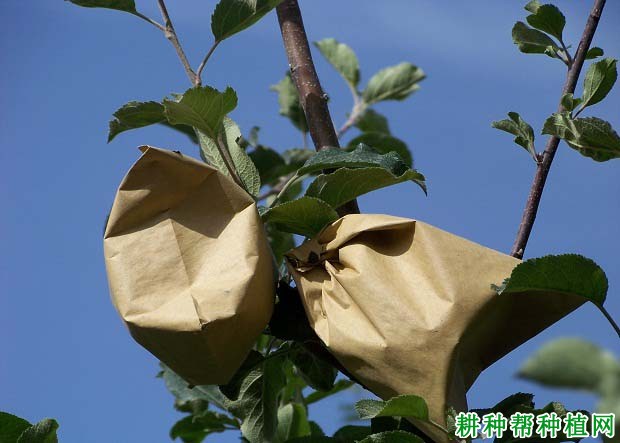 苹果如何套袋,什么时候套袋**? 苹果如何套袋,什么时候套袋**?