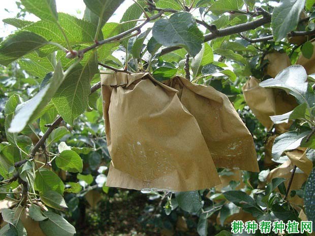 苹果如何套袋,什么时候套袋**? 苹果如何套袋,什么时候套袋**?