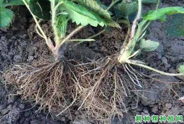 草莓**适合的生长温度是多少度之间? 草莓**适合的生长温度是多少度之间?