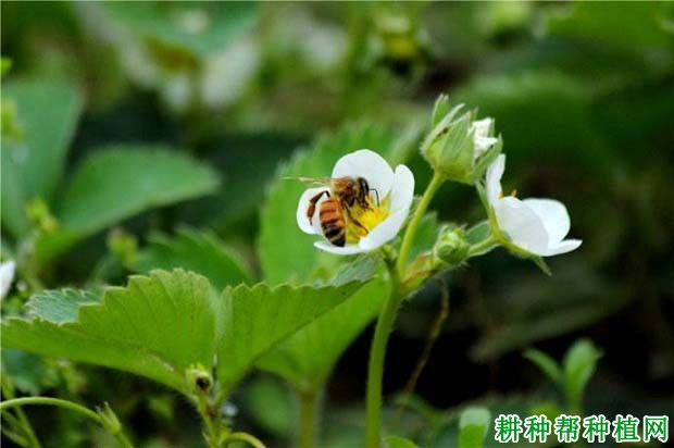 草莓**适合的生长温度是多少度之间? 草莓**适合的生长温度是多少度之间?