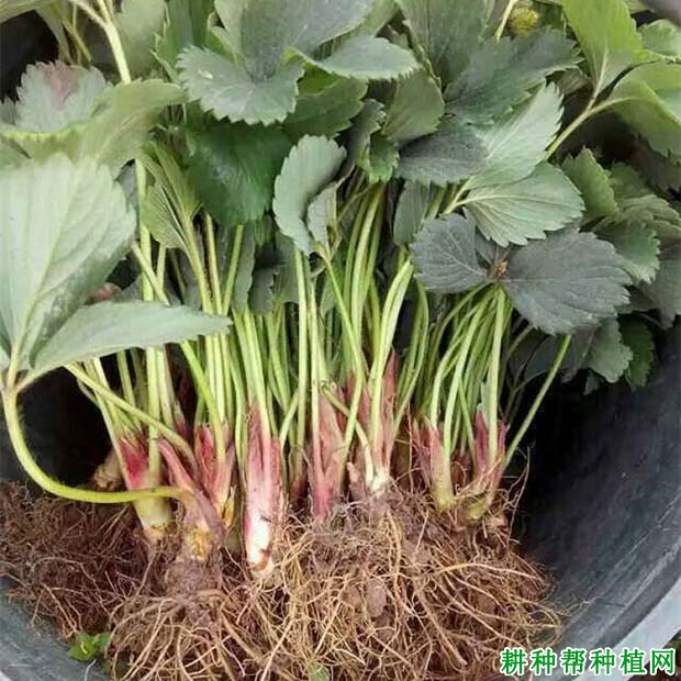 草莓**适合的生长温度是多少度之间? 草莓**适合的生长温度是多少度之间?
