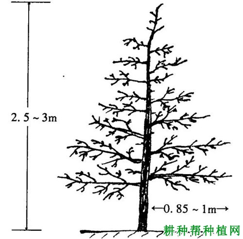 细长纺锤形苹果树如何修剪? 细长纺锤形苹果树如何修剪?